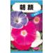 カラフルな中輪の朝顔_OCAHOL_カラフルな中輪の朝顔。_OCAHOL_インテリア・家具・収納 ＞ 屋外用品・ガーデニング ＞ ガーデニング・造園用品 ＞ その他 ガーデニング用品
