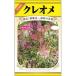別名「酔蝶花」_OCAHOL_別名「酔蝶花」_OCAHOL_インテリア・家具・収納 ＞ 屋外用品・ガーデニング ＞ ガーデニング・造園用品 ＞ その他 ガーデニング用品