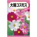 秋を代表する花。別名「秋桜」_OCAHOL_秋を代表する花。別名「秋桜」_OCAHOL_インテリア・家具・収納 ＞ 屋外用品・ガーデニング ＞ ガーデニング・造園用品 ＞ その他 ガーデニング用品