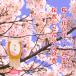 2026 год новый меласса местного производства мед цветок. дорога . весна ..( Sakura )280g мед бутылка 