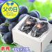  День отца 2026 новый pio-ne красный превосходящий 400g×2. Okayama префектура производство JA Okayama pio-ne.. виноград виноград подарок подарок 
