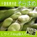 5 month on . from shipping Chiba prefecture .. production ....(L size 4kg) direct delivery from producing area goods reservation sale! Chiba prefecture from direct delivery from producing area! broad bean empty legume broad bean.