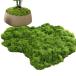 I'm so happy искусственная зелень мох бонсай поддельный Moss человеческий труд мох террариум фотокаталитический настоящий модный структура 