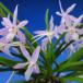[ богатство и знатность орхидея ] глициния .(.....)1 статья / цветок орхидея классика растения fu Ran 