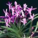 [ riches and honours orchid ]. Tenno (..... .)1 article / flower orchid classic plant fu Ran 