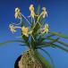 [ богатство и знатность орхидея ] желтый .(....)3-4 статья / цветок орхидея классика растения fu Ran 