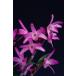 [ камень . цветок предмет ( Dendrobium moniliforme )] фиолетовый .(...)/5~6 статья 