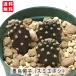 �T�{�e�� �n�G�X�q �X�~�G�{�V �o���U�C�T�{�e�� �J�b�g���c �񂹐A�� ���A�� ���₵�� �c �t�}��