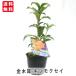 �L�����N�Z�C ���؍� ����������� 3.5�� 10.5cm ����Ԗ� �c�� �� ��Ώ����� �Ԕ� ���A�� �K�[�f�j���O �Ԕ�
