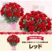 ��̓� �M�t�g �� �J�[�l�[�V���� 2026 �v���[���g ���k����֐��܂ő������� 5���� ���b�Z�[�W�J�[�h �M�t�g�{�b�N�X�t�� �֘A�摜3