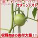 野菜の苗 大玉トマト サターン苗 3号ポット