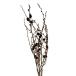  dry Tokyo . способ. цветок cocos nucifera .bsiDN290001 dry лист предмет лист предмет 