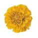  консервированный verumontopompon георгина 9 колесо шафран 29803 консервированный цветок материалы для цветочной композиции георгина 