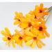  ручная работа цветок GARDEN PALETTE MONOsi-do цветок 10шт.@ orange GPSD-06sola цветок прочее sola цветок 
