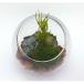 GARDEN PALETTE MONO мох pli купол Φ8cm чай 11140KP консервированный цветок подарок . покупка 
