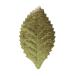  поток ru ever дизайн leaf 10 шт Gold FLAC30-02 аксессуары детали букетик булавка, брошь детали 