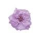  консервированный большой земля сельское хозяйство . French ma Lien n Suite lilac 12 колесо 02412-45101 консервированный цветок материалы для цветочной композиции роза rose 