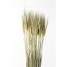  dry восток цветок ячмень N зеленый 40шт.@60090 dry . предмет mgi ячмень пшеница 