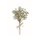  искусственный цветок Aska baby breath Bunch 1 пачка 3шт.@#091 слоновая кость A-34069-91 искусственный цветок лист предмет pito spo Ram 