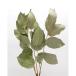  день ограничение 10 dry core trailing лимон leaf dry примерно 20g натуральный 17766 dry лист предмет лист предмет 