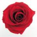  консервированный поток ru ever premium rose вынос руля есть рукав ввод 6шт.@ Cherry красный FL095-05 консервированный цветок материалы для цветочной композиции роза rose 