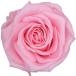  консервированный поток ru ever premium rose вынос руля есть рукав ввод 6шт.@ Bay Be розовый FL095-07 консервированный цветок материалы для цветочной композиции роза rose 