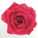  консервированный поток ru ever premium rose вынос руля есть рукав ввод 6шт.@ hot розовый FL095-08 консервированный цветок материалы для цветочной композиции роза rose 