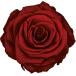  консервированный поток ru ever premium rose вынос руля есть рукав ввод 6шт.@ вино FL095-10 консервированный цветок материалы для цветочной композиции роза rose 