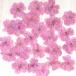  day limitation 07 dry pressed flower Sakura 24 wheel pink .1-010Y dry flower material for flower arrangement pressed flower 