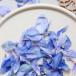  день ограничение 10 dry m flowers дельфиниум. лепесток Mix 50 листов передний и задний (до и после) сухой цветок материалы для цветочной композиции прочее сухой цветок 