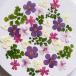  день ограничение 10 dry m flowers засушенный цветок маленький цветок Mix розовый серия сухой цветок материалы для цветочной композиции засушенный цветок 