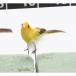 bidaya com маленький bird желтый F3634-004Y цветок pick животное бабочка pick 