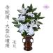 ���� ���@�p ���p ��^���� ���� ���@�p���� ����54cm ���� �A�[�e�B�t�B�V�����t�����[�y���@�p�_���A�~�b�N�X�z�V���N�t�����[ �P�� �������� ���Зp 2����