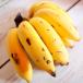  banana рассада [ Okinawa остров banana ] pot рассада 