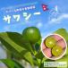 �T���V�[ �c�� �y�T���V�[�z3�N�� �ڂ��� ��1.0m ��c