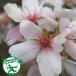 * бесплатная доставка * Sakura саженец [ 4 сезон Sakura (.....)] 1 год сырой контактный . дерево рассада ( Nimes маленький пакет имеется ) * Hokkaido * Okinawa. бесплатная доставка применение вне..