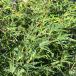  клен саженец [..(....)] примерно 0.7m pot рассада 