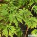  клен саженец [ Mai ..(.. жребий ..)] примерно 0.7m pot рассада 
