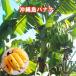  banana. дерево Okinawa остров banana большой размер 6 номер pot большой рассада Okinawa префектура производство фруктовое дерево . obi фруктовое дерево 