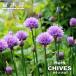  chive ssi Brett herb seedling 3 number pot seedling 