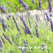 g rosso lavender (la van DIN series ) herb seedling 3 number pot 