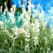  white flower to Roo lavender Blue Mountain white wing lishu lavender herb seedling 3 number pot 