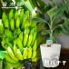  banana. дерево Okinawa остров banana f ноги la- pot ..( поддонник имеется )
