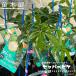  белый sapotesepa-pike1 год сырой 5 номер pot рассада 