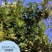  лимон. дерево ka белка чай ni1 год сырой контактный дерево рассада 