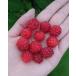  красный драгоценности 2 сезон становится laz Berry pot рассада 