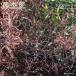 ago лак Dance leaf 3.5 номер pot рассада . покупка week