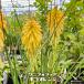 knifofia(tolitoma, красный медведь 100 .)poko orange 4 номер pot рассада . корень . рассада 