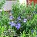  rosemary tos kana blue (tos Carna blue ) 3 number pot seedling herb seedling 