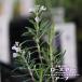 rosemary a-p(..) 3 number pot seedling herb seedling 